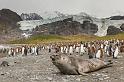 069 Zuid-Georgie, Gold Harbour, zeeolifant en koningspinguins